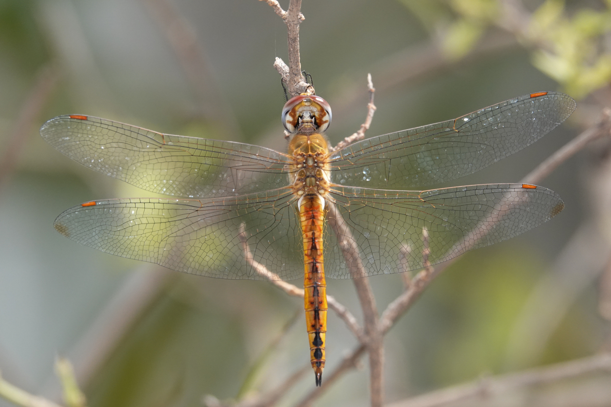 Globe Skimmer