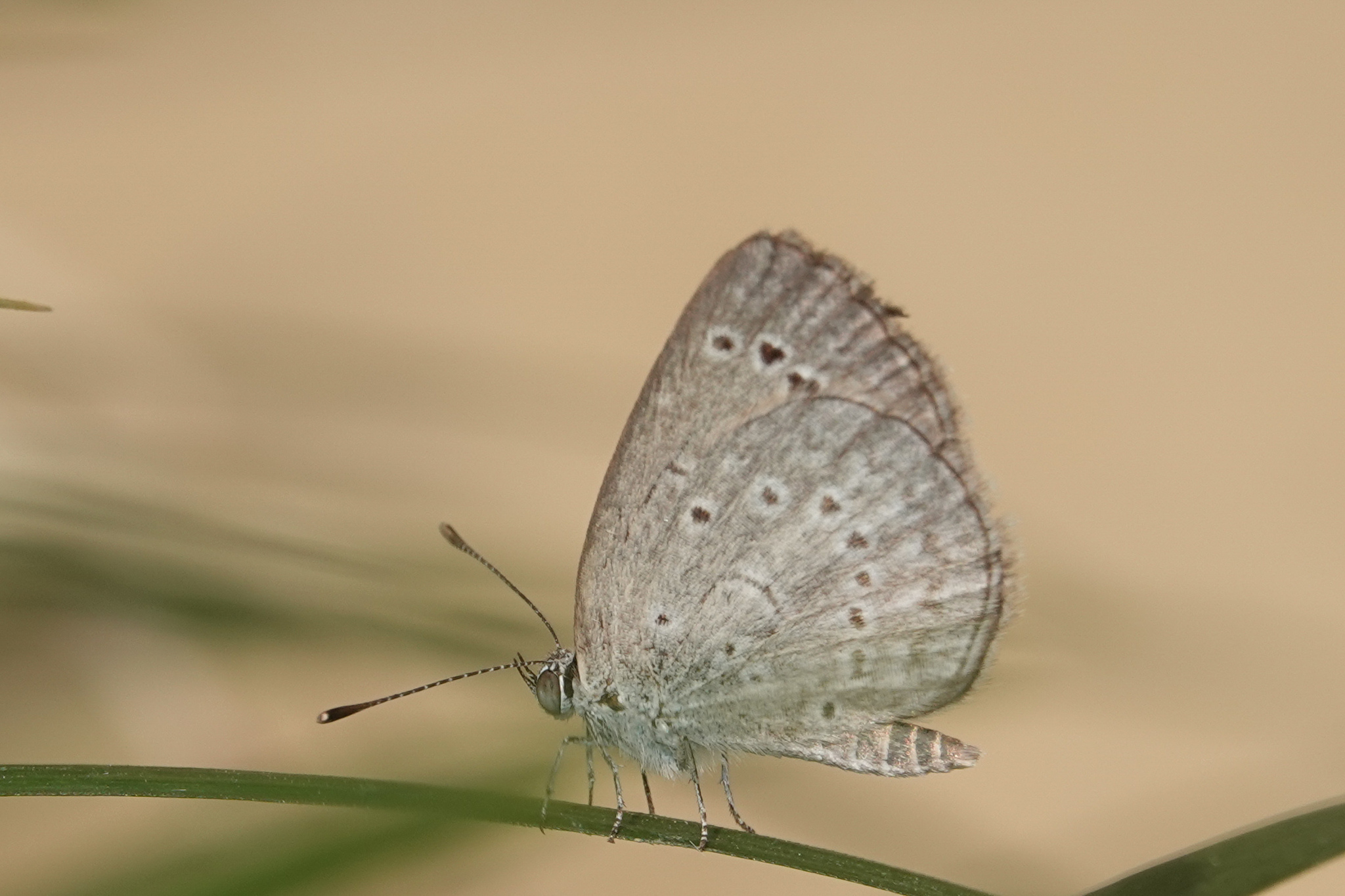 Pale Grass Blue