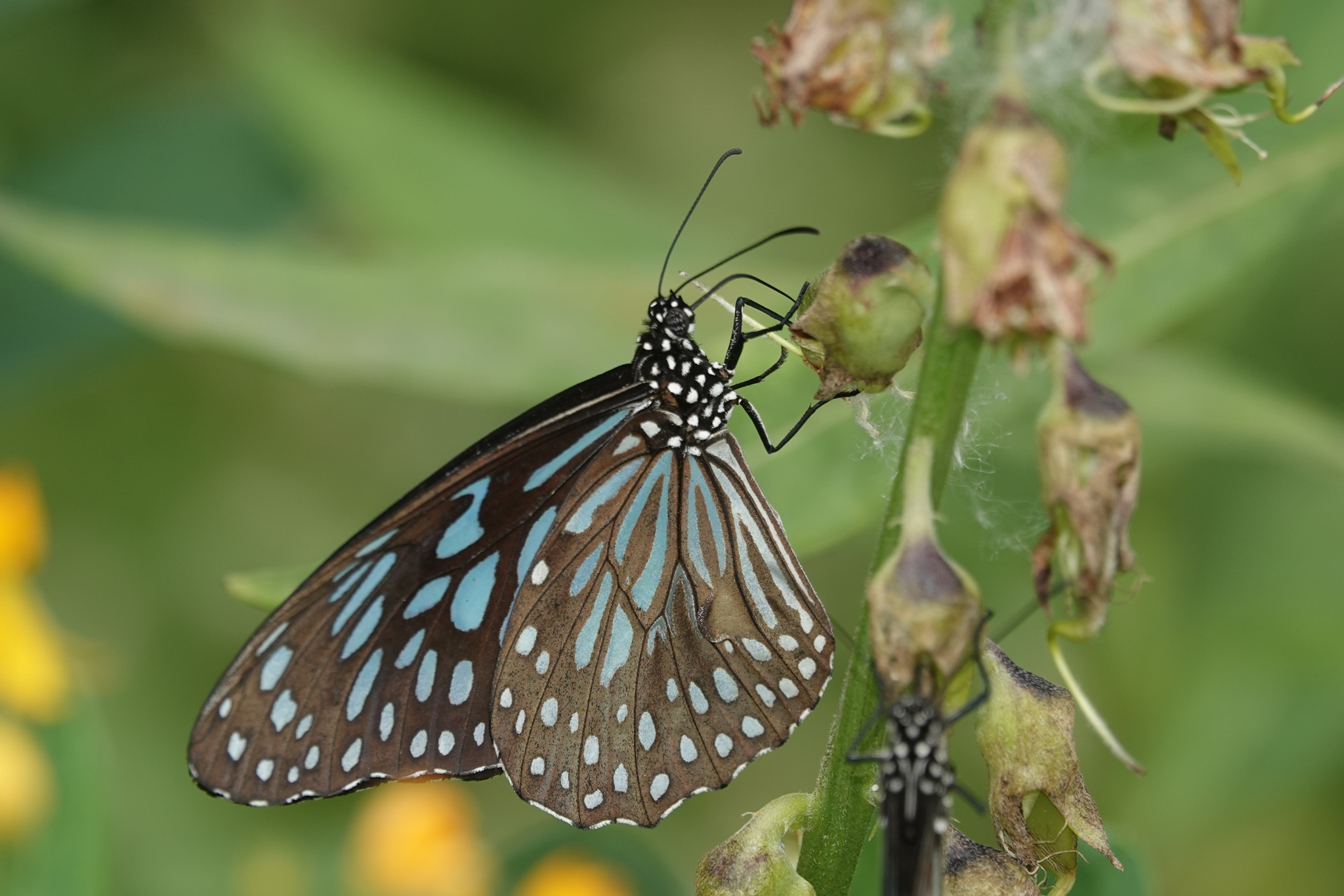 Dark Blue Tiger