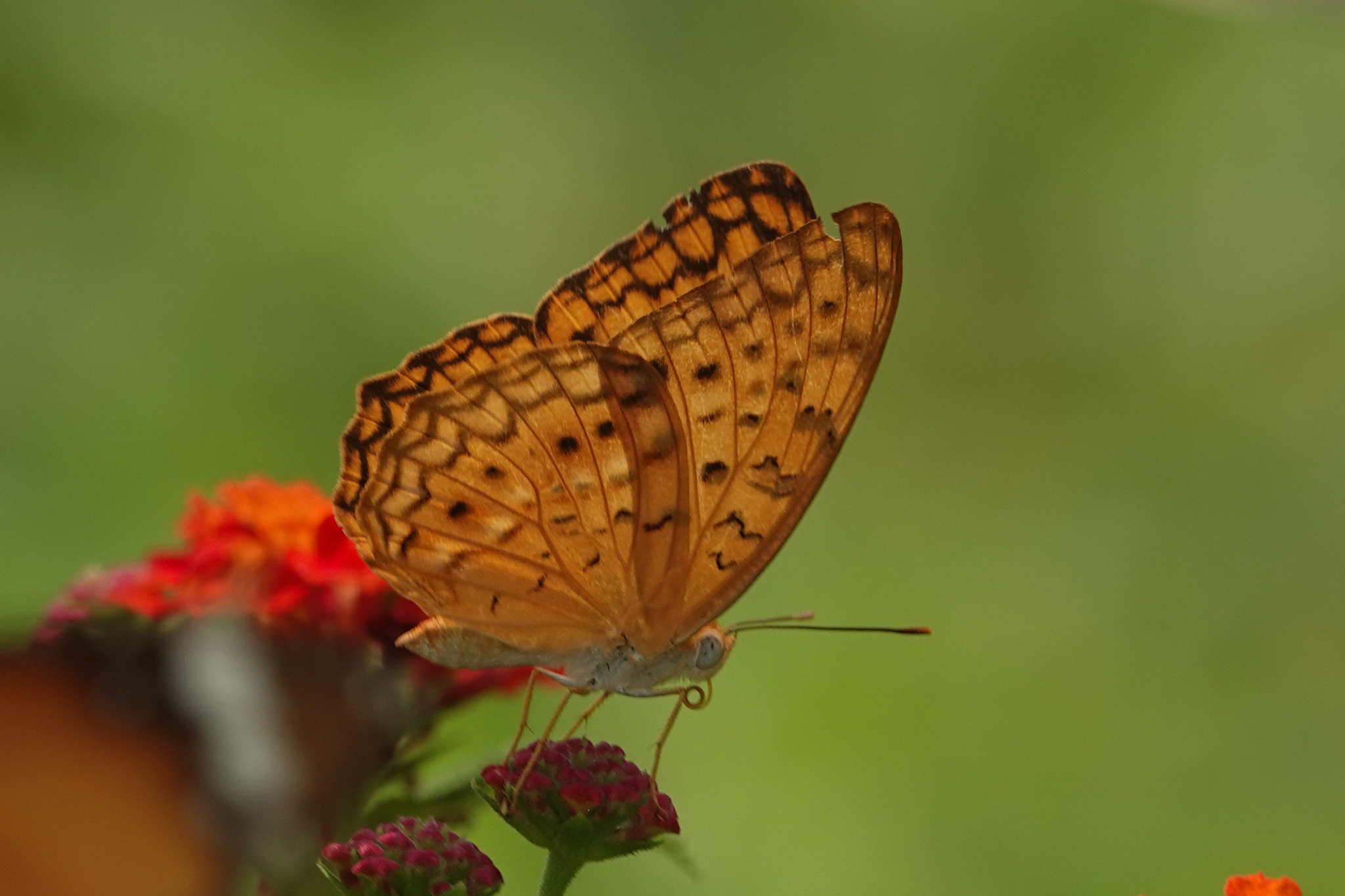 Common Leopard
