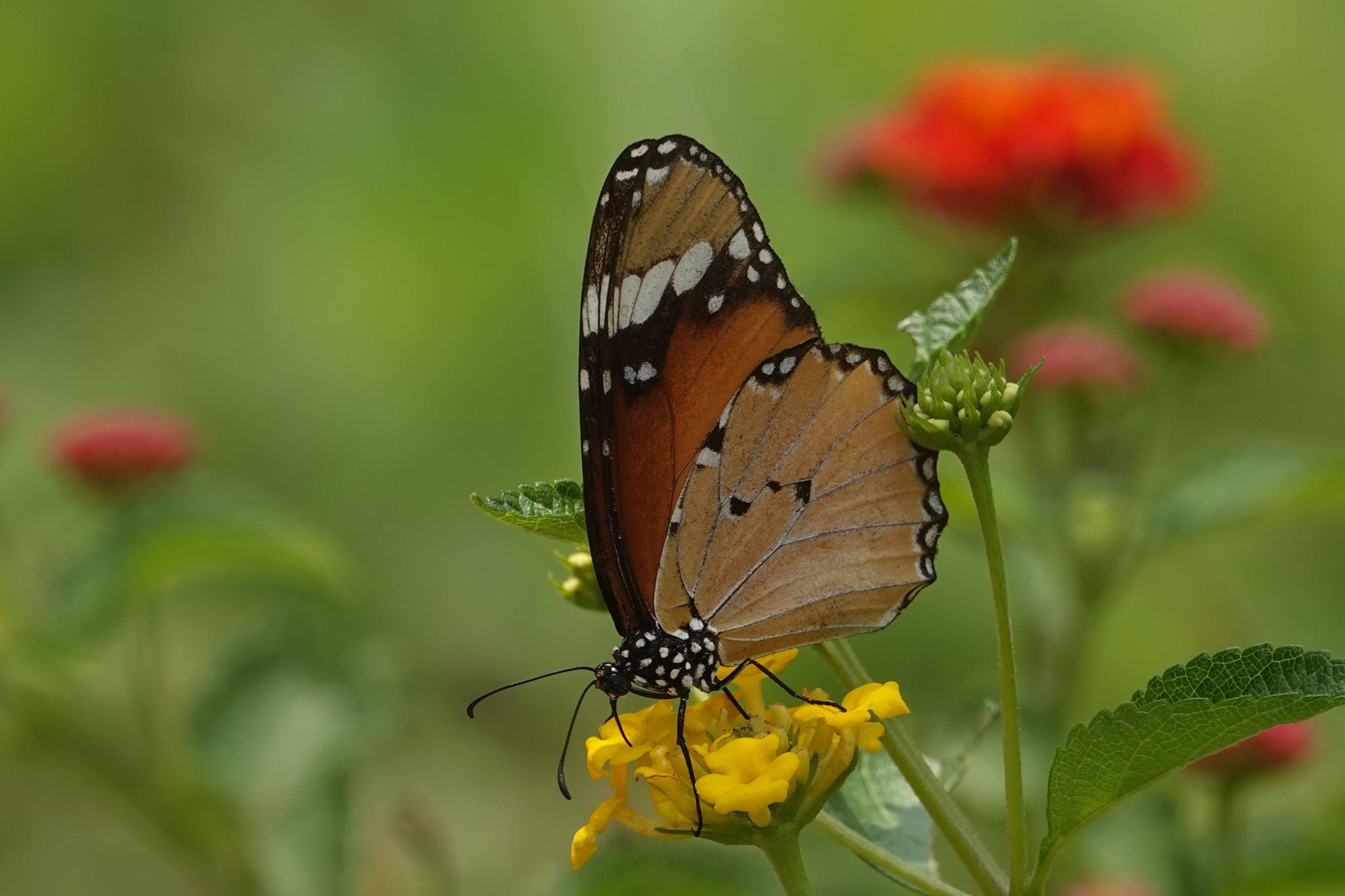Plain Tiger