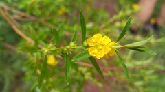 Sphedamnocarpus pruriens