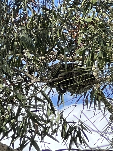 Coastal Carpet Python sighting