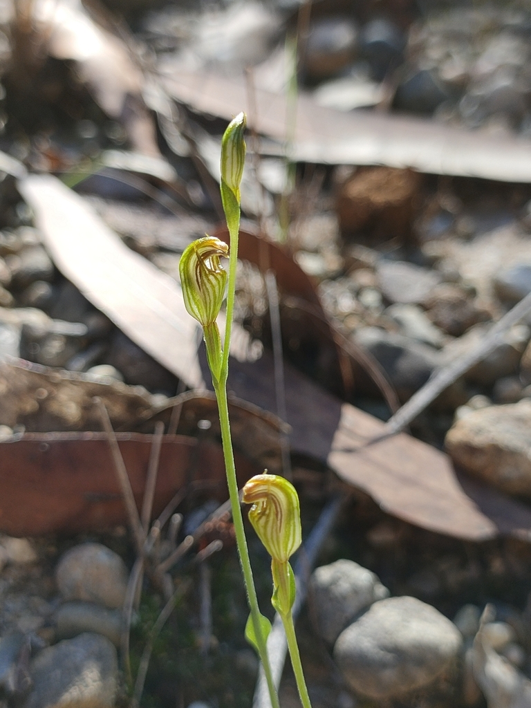 Pterostylis antennifera