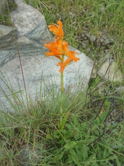 Dichromanthus aurantiacus