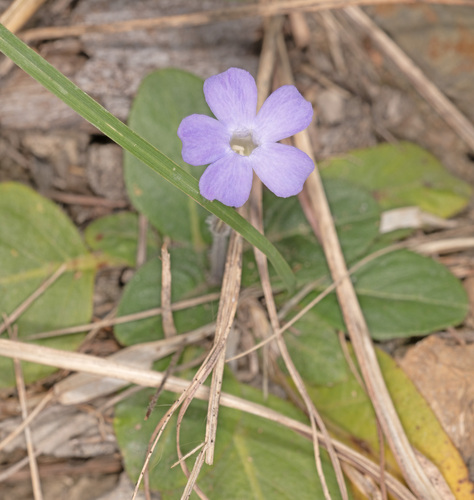 Brunoniella acaulis, 2025-04-27