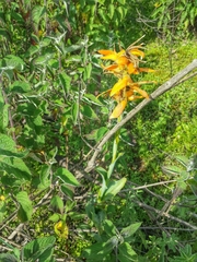 Dichromanthus aurantiacus