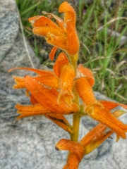 Dichromanthus aurantiacus