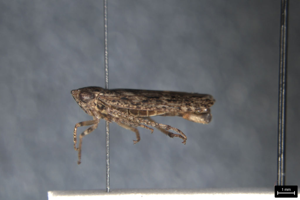 Putoniessa turneri
