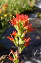 Castilleja suksdorfii