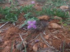 Cleome felina