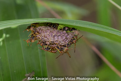 Mischocyttarus phthisicus