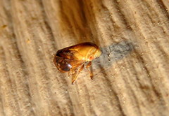 Clastoptera achatina