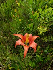 Lilium catesbaei image