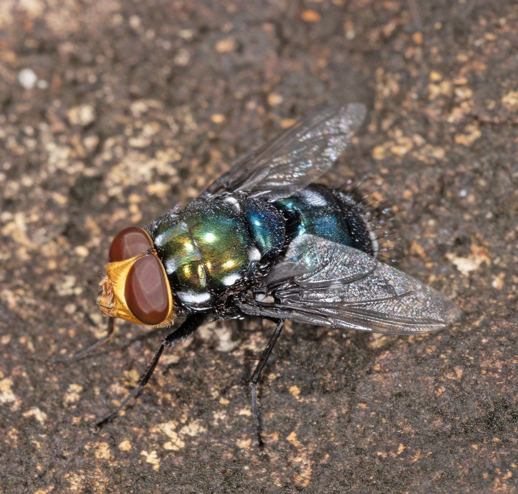 Amenia leonina