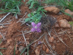 Cleome felina