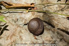 Caracolus excellens