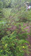 Sphedamnocarpus pruriens