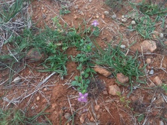 Cleome felina