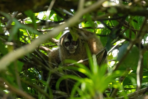 Peruvian Night Monkey