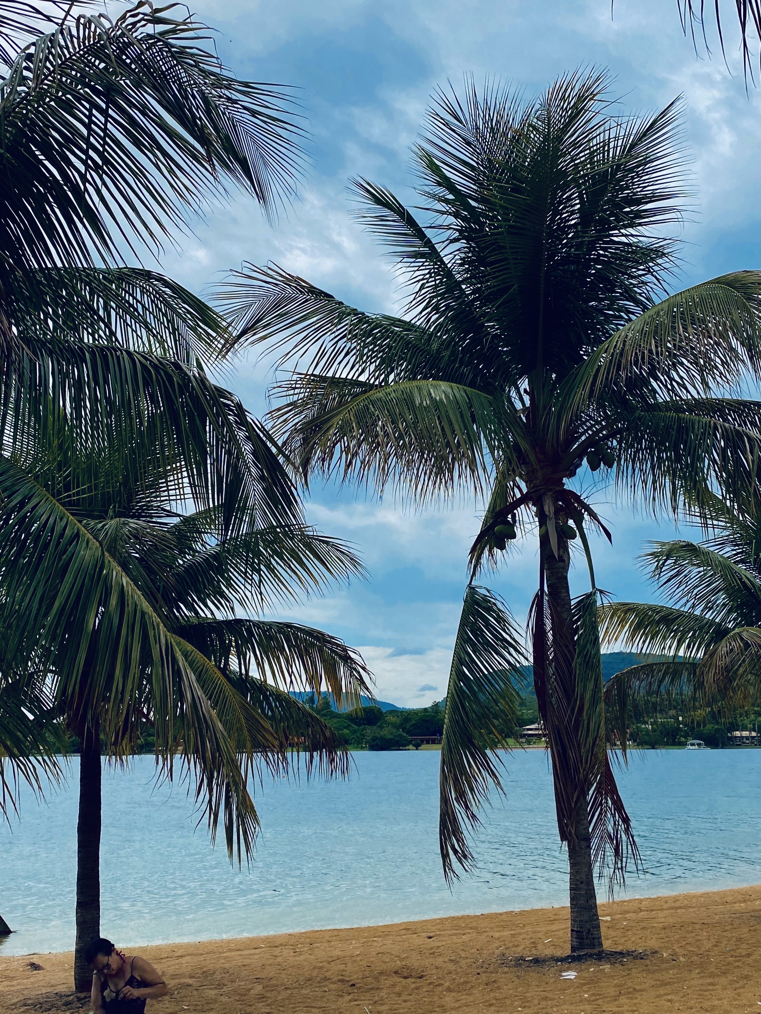 Cocos nucifera
