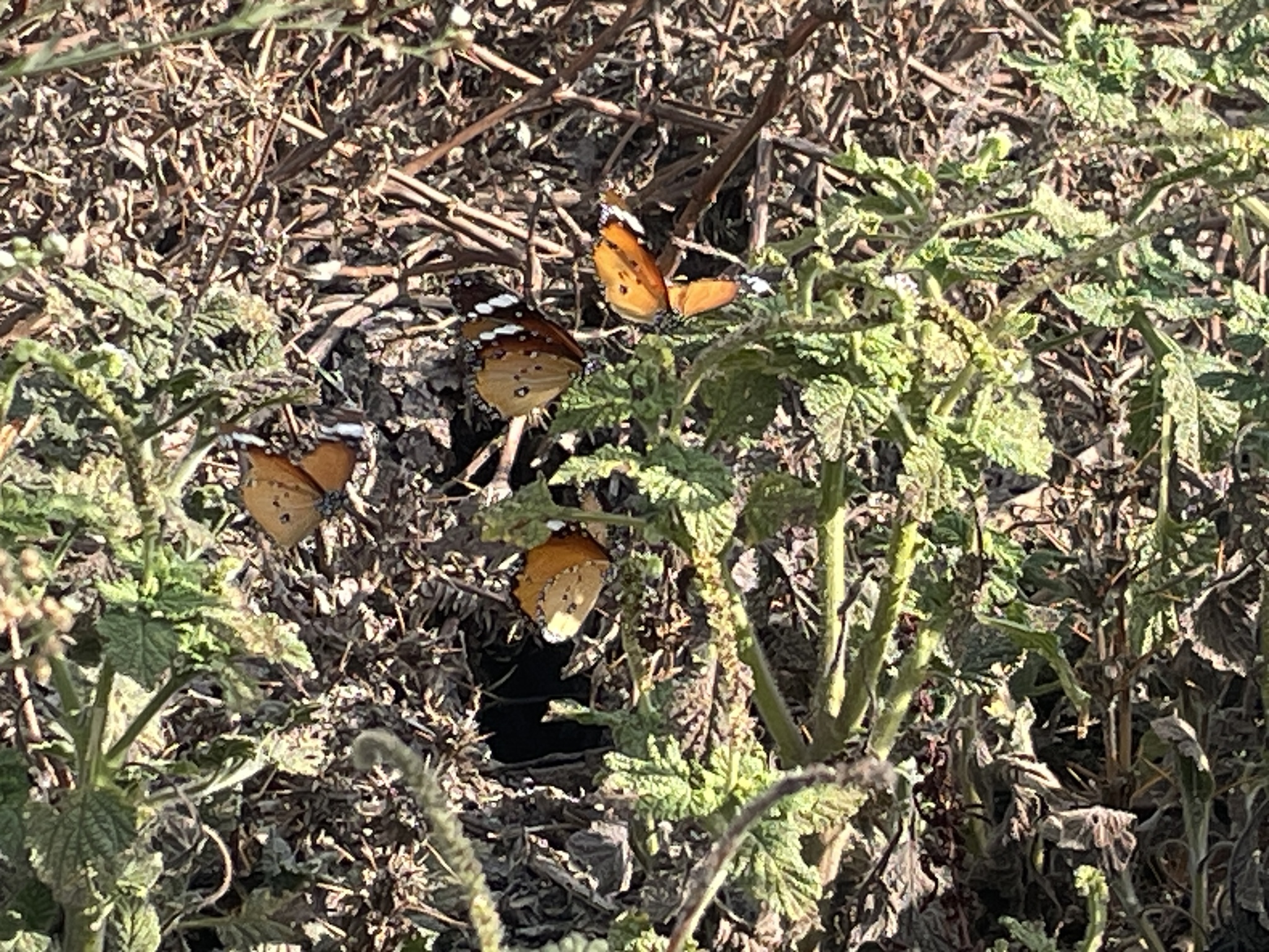 Plain Tiger