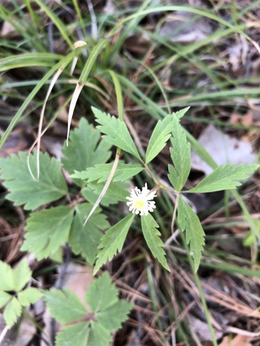 Anemonoides reflexa (Anemonoides reflexa)