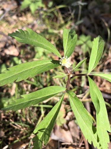 Anemonoides reflexa (Anemonoides reflexa)