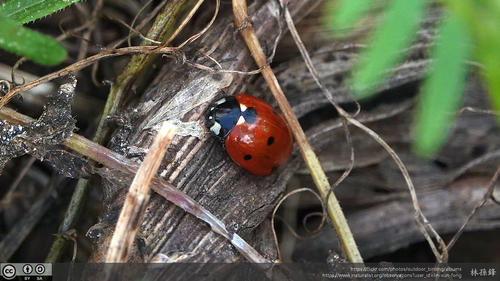 Seven-spotted Lady Beetle