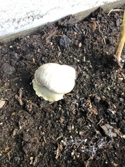 Helix pomatia
