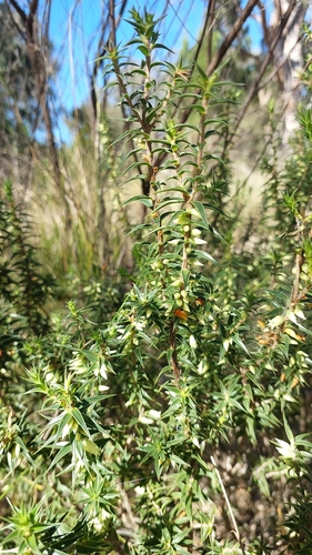 Image of Melichrus urceolatus by no rights reserved