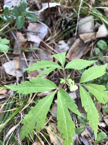 Anemonoides reflexa (Anemonoides reflexa)