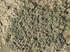 Euphorbia chamaesyce