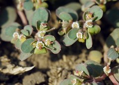 Euphorbia chamaesyce
