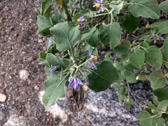 Solanum pubescens