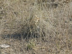 Latrodectus tredecimguttatus