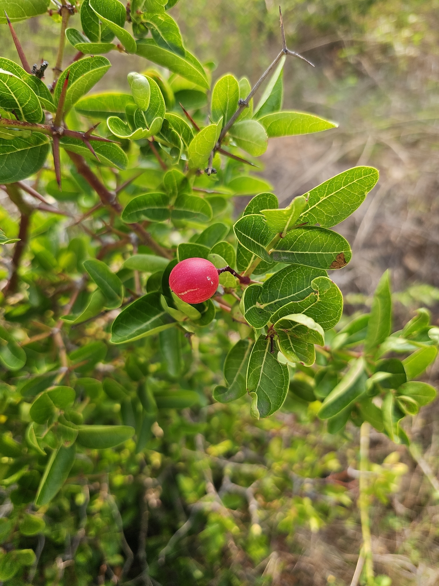 Imagem de Carambola-de-espinho
