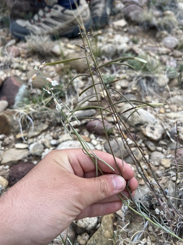 desert rockcress (Boechera formosa)
