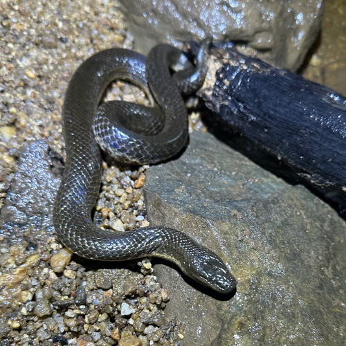 Macleay's Water Snake sighting