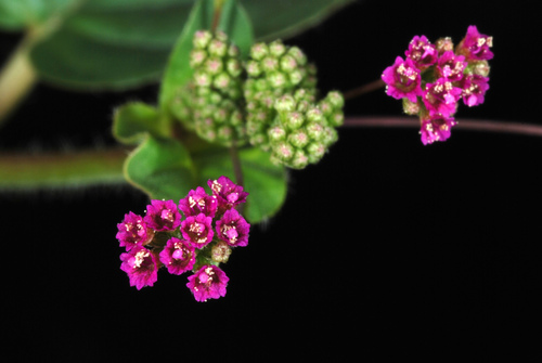 Wineflower