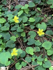 Viola sempervirens