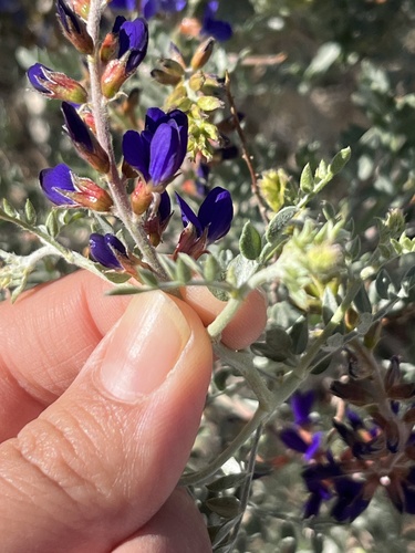 Psorothamnus arborescens var. arborescens