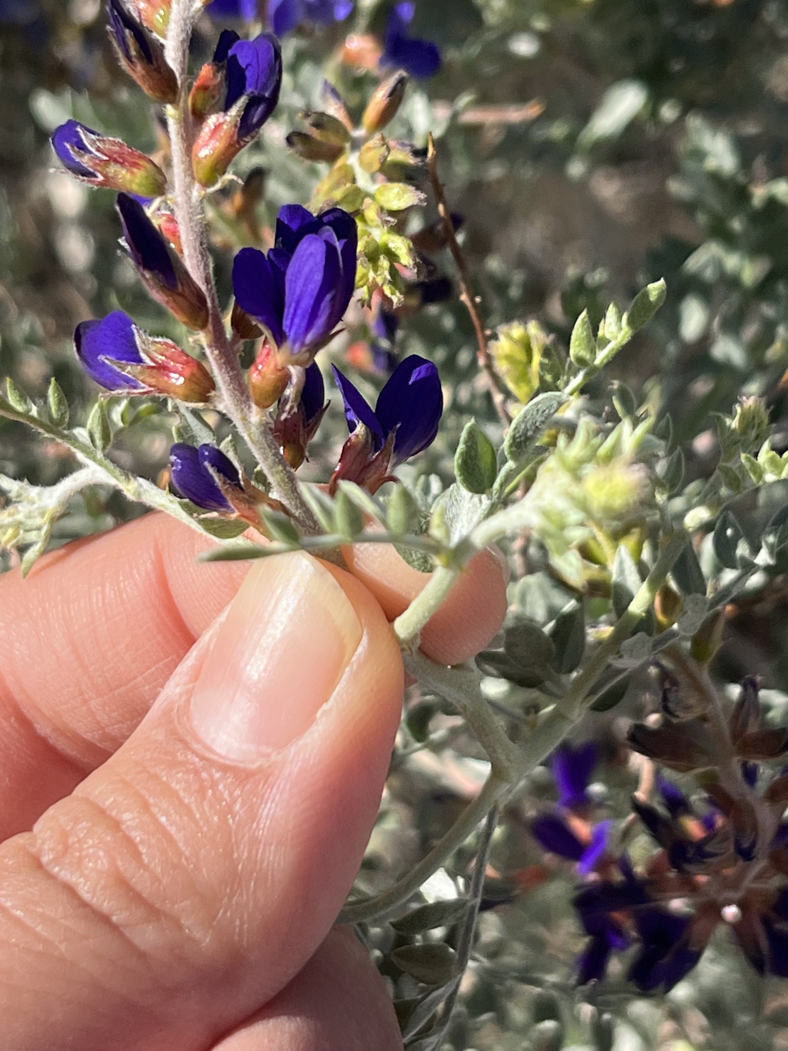Psorothamnus arborescens var. arborescens