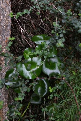 Porongurup Bogbean (Ornduffia calthifolia)