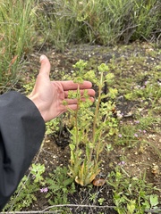 Mentzelia micrantha