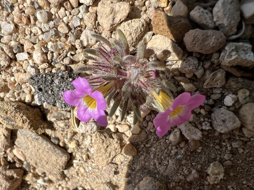 Ground nama (Nama aretioides)
