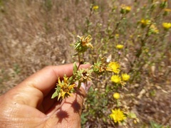 Grindelia hallii