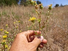 Grindelia hallii