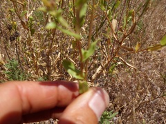 Grindelia hallii