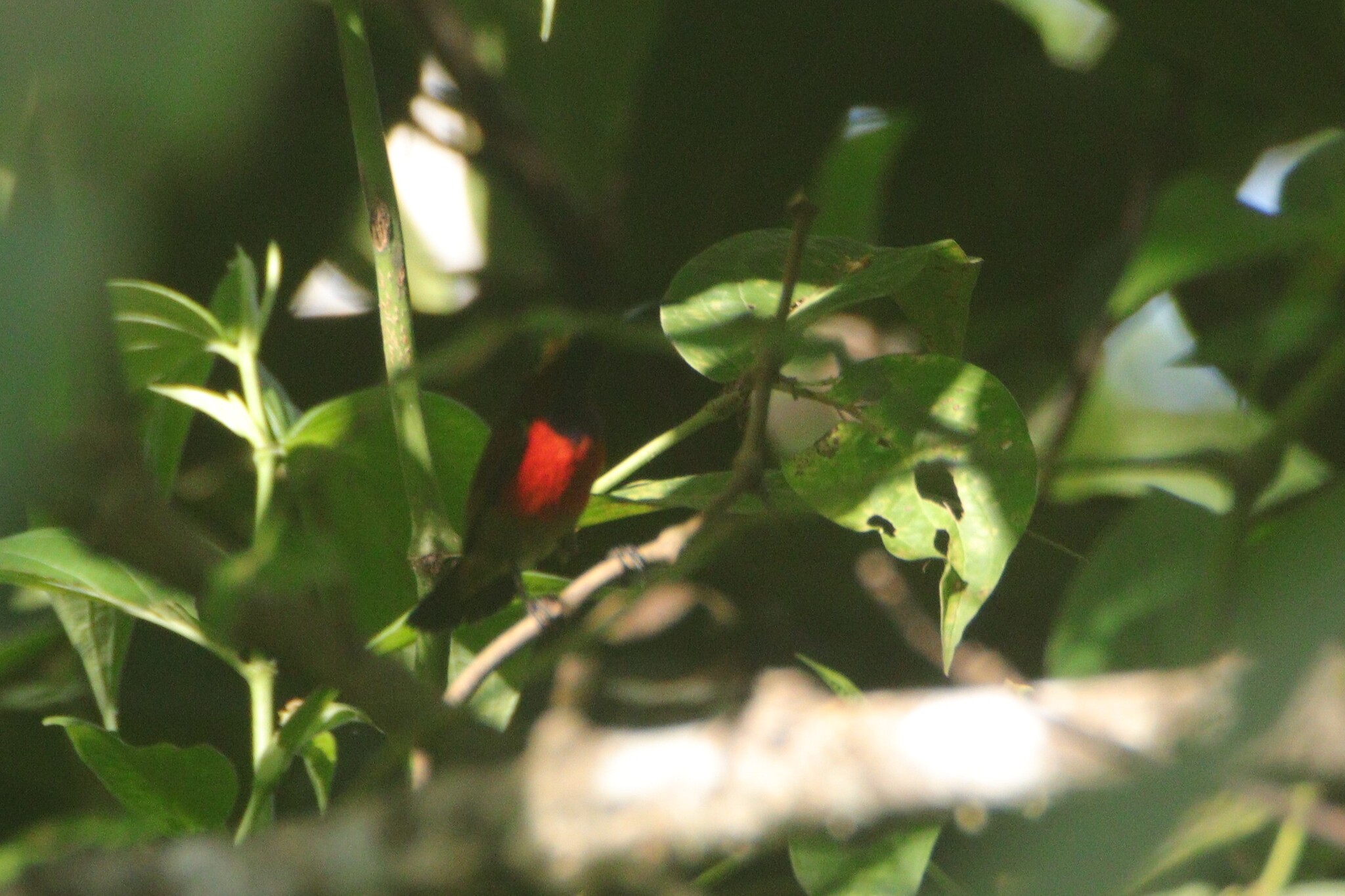 Purple-throated Sunbird (Leptocoma sperata), photo 7
